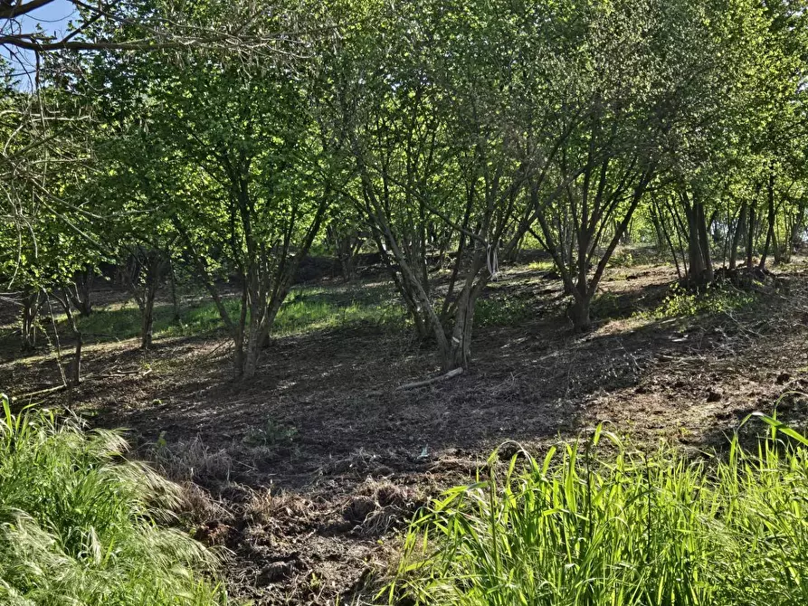 Immagine 1 di Terreno agricolo in vendita  in Via variante a Pratola Serra