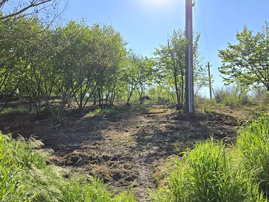 Immagine 2 di Terreno agricolo in vendita  in Via variante a Pratola Serra