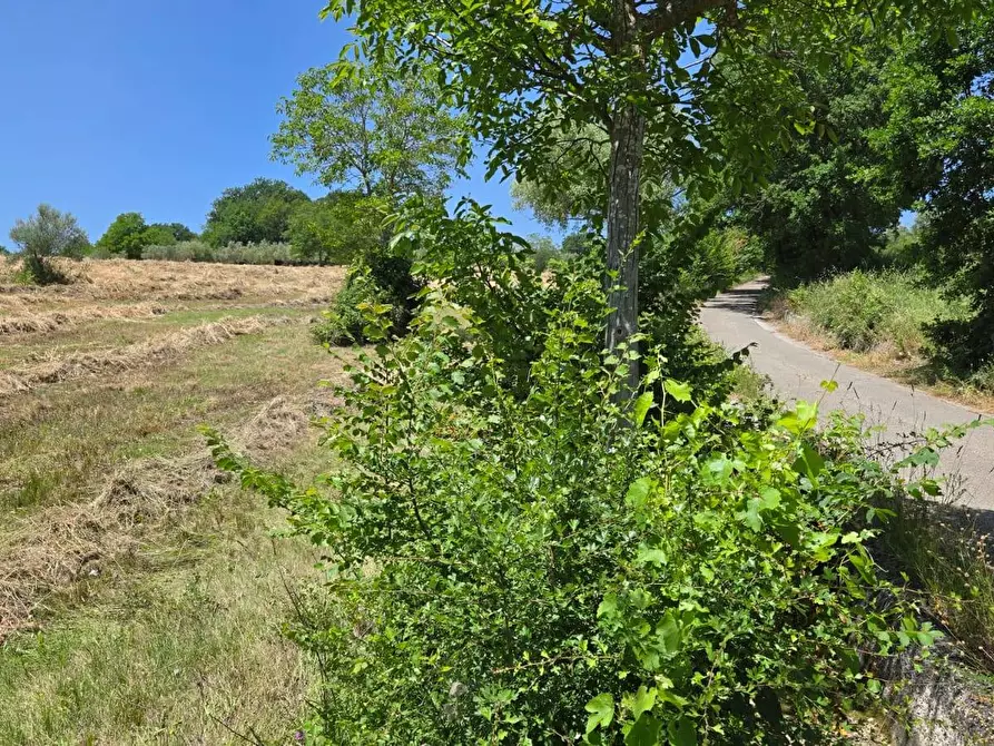 Immagine 2 di Terreno agricolo in vendita  in località Candriano a Paternopoli