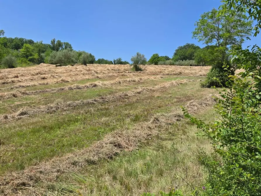 Immagine 3 di Terreno agricolo in vendita  in località Candriano a Paternopoli