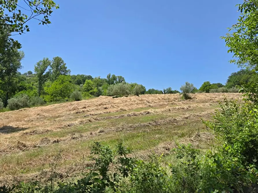 Immagine 4 di Terreno agricolo in vendita  in località Candriano a Paternopoli