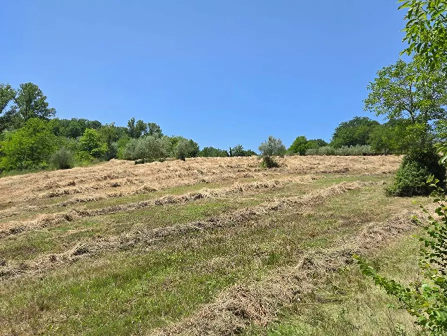 Immagine 7 di Terreno agricolo in vendita  in località Candriano a Paternopoli
