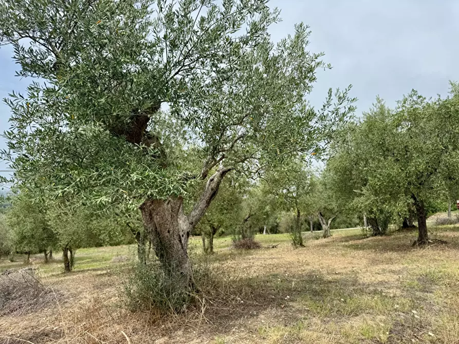 Immagine 3 di Terreno agricolo in vendita  in contrada savia a Andretta