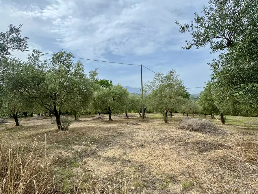 Immagine 4 di Terreno agricolo in vendita  in contrada savia a Andretta
