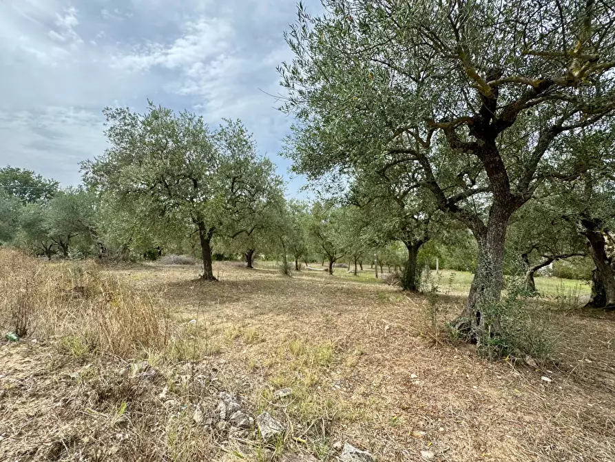 Immagine 5 di Terreno agricolo in vendita  in contrada savia a Andretta