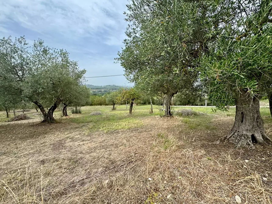Immagine 7 di Terreno agricolo in vendita  in contrada savia a Andretta