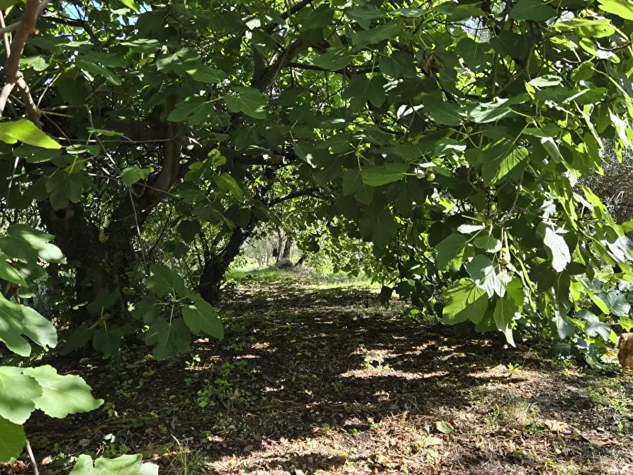 Immagine 8 di Casa indipendente in vendita  in Contrada Pietrarola a Chiusano Di San Domenico