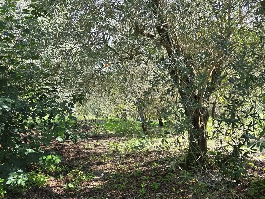 Immagine 24 di Casa indipendente in vendita  in Contrada Pietrarola a Chiusano Di San Domenico