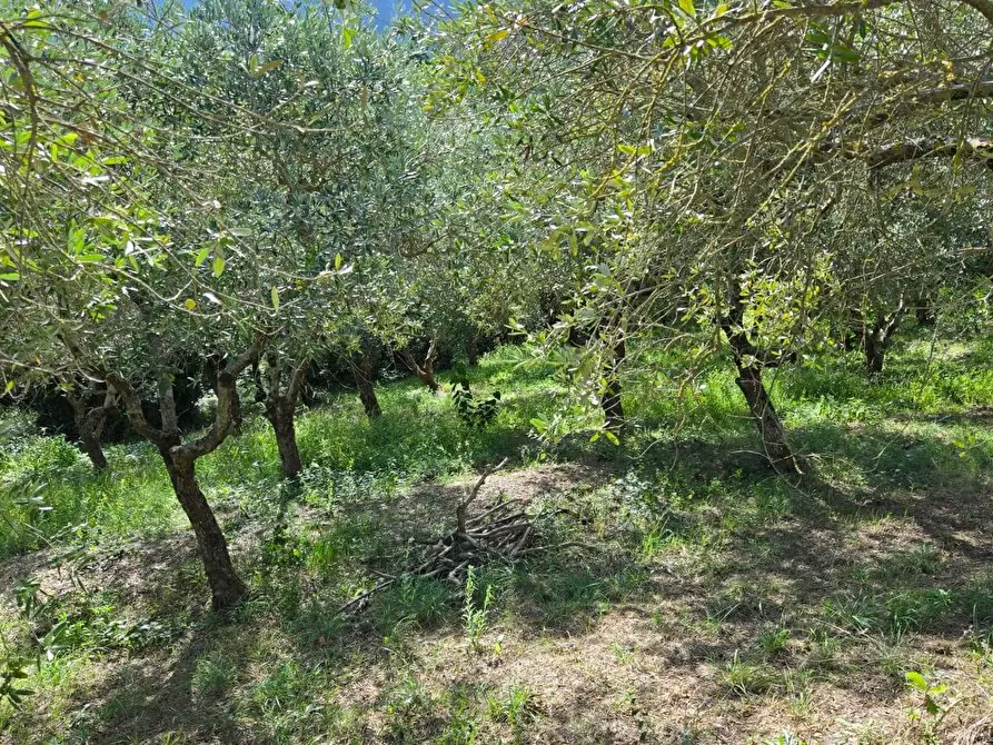Immagine 26 di Casa indipendente in vendita  in Contrada Pietrarola a Chiusano Di San Domenico