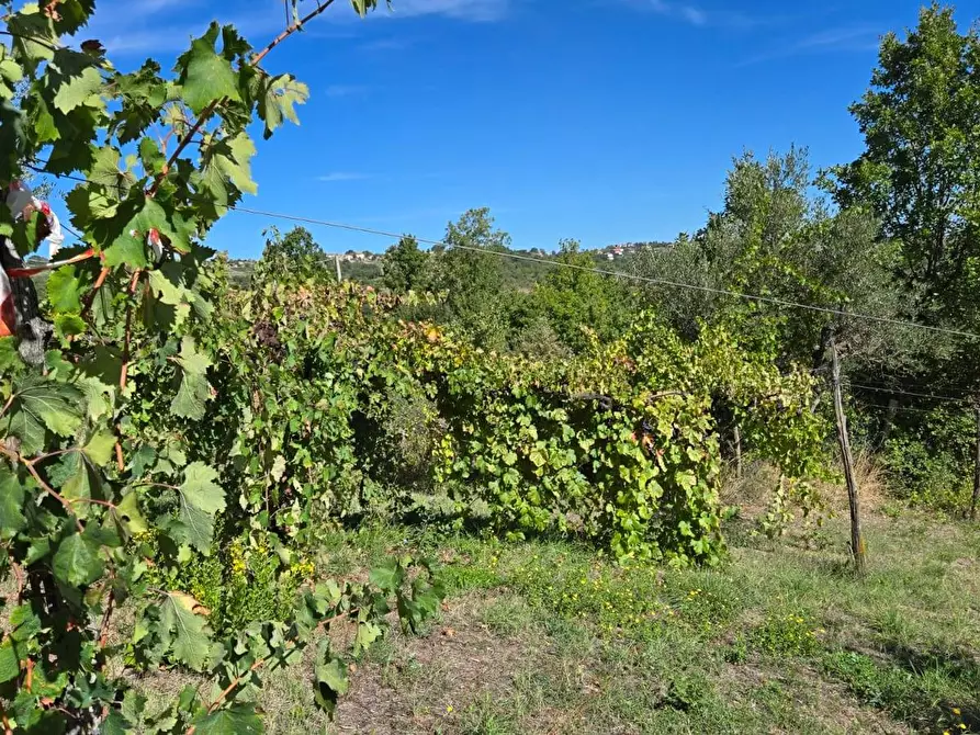 Immagine 27 di Casa indipendente in vendita  in Contrada Pietrarola a Chiusano Di San Domenico