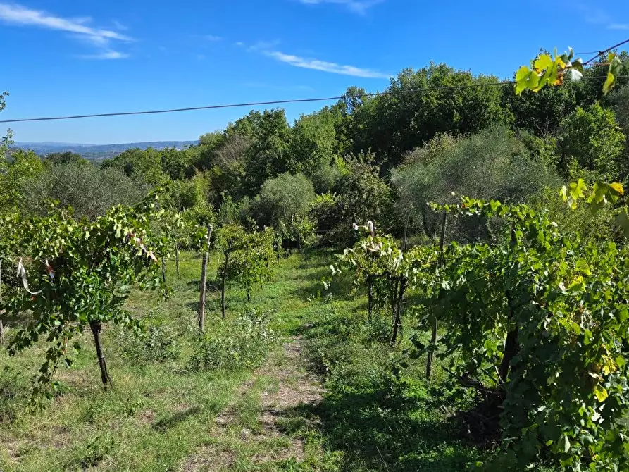 Immagine 28 di Casa indipendente in vendita  in Contrada Pietrarola a Chiusano Di San Domenico