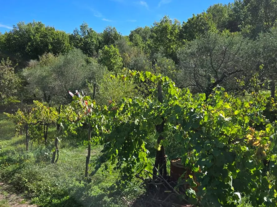 Immagine 29 di Casa indipendente in vendita  in Contrada Pietrarola a Chiusano Di San Domenico
