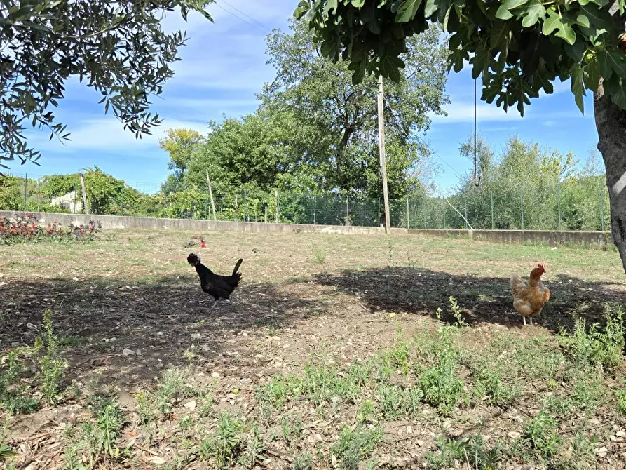 Immagine 11 di Casa indipendente in vendita  in C/da Petrara a San Mango Sul Calore