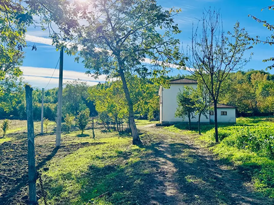Immagine 11 di Casa indipendente in vendita  in CONTRADA TORANO 16 a Fontanarosa