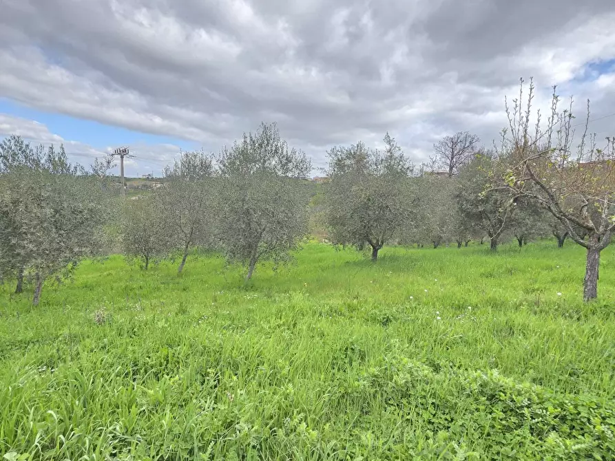 Immagine 7 di Terreno agricolo in vendita  in braiole a Andretta