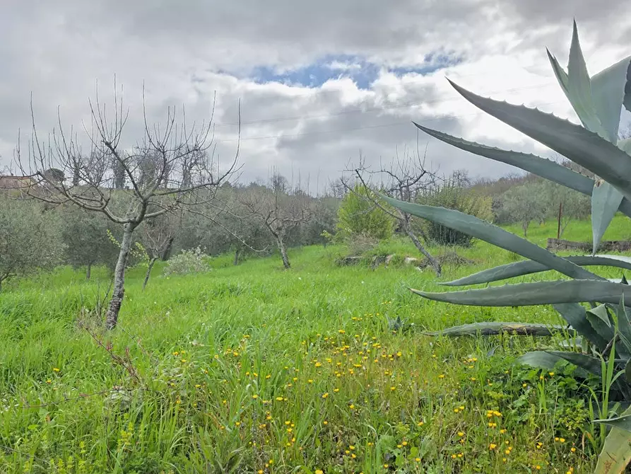 Immagine 9 di Terreno agricolo in vendita  in braiole a Andretta