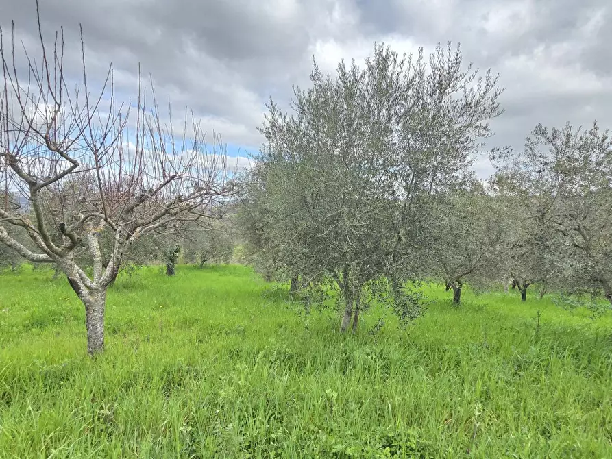 Immagine 10 di Terreno agricolo in vendita  in braiole a Andretta