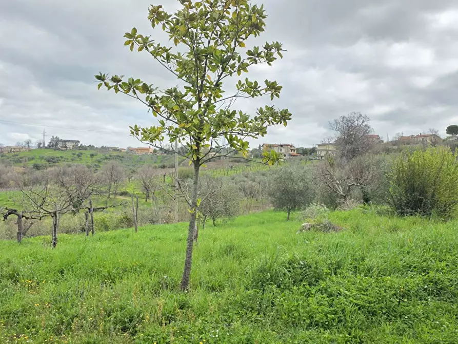 Immagine 11 di Terreno agricolo in vendita  in braiole a Andretta