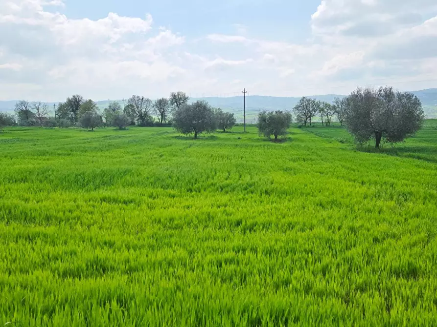 Immagine 2 di Terreno agricolo in vendita  in Russo a Andretta