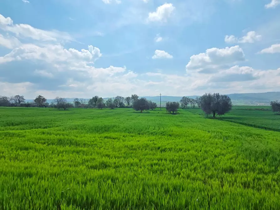 Immagine 6 di Terreno agricolo in vendita  in Russo a Andretta