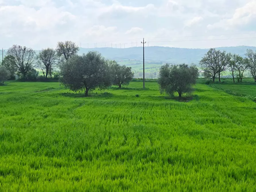 Immagine 7 di Terreno agricolo in vendita  in Russo a Andretta