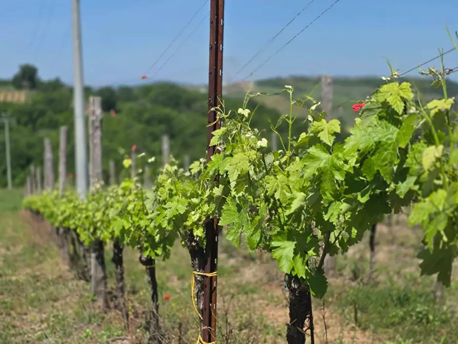 Immagine 2 di Terreno agricolo in vendita  in Candriano a Torella Dei Lombardi