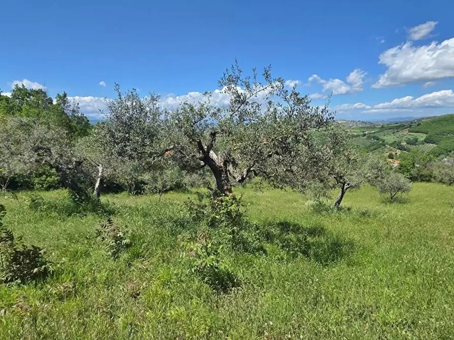 Immagine 4 di Terreno agricolo in vendita  a Andretta