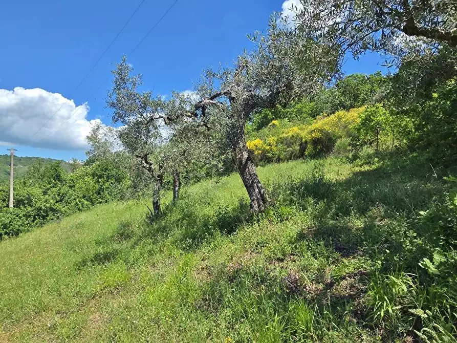 Immagine 7 di Terreno agricolo in vendita  a Andretta