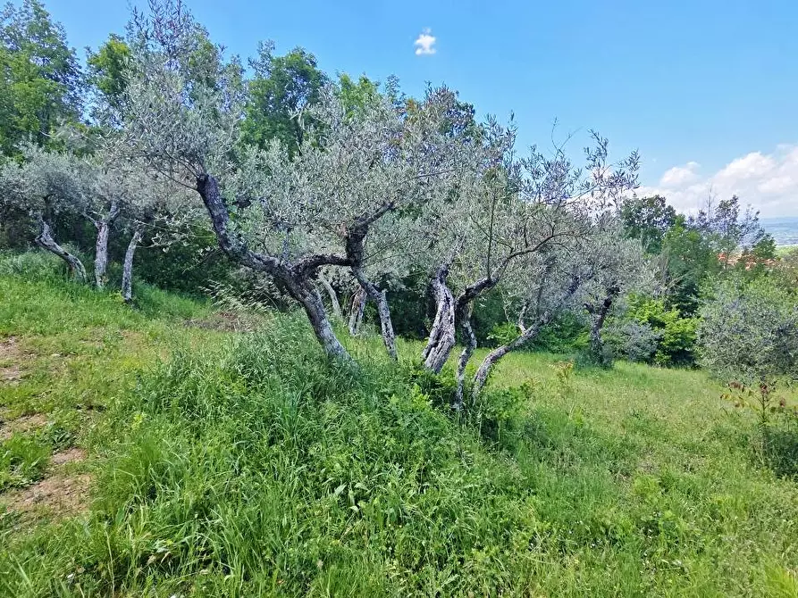 Immagine 8 di Terreno agricolo in vendita  a Andretta