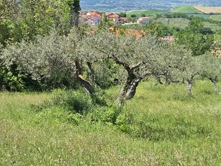 Immagine 9 di Terreno agricolo in vendita  a Andretta