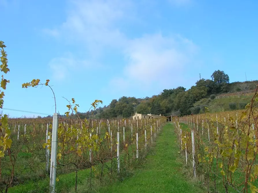 Immagine 20 di Rustico / casale in vendita  a Ripatransone