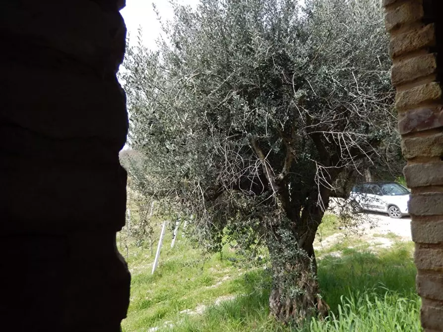 Immagine 19 di Rustico / casale in vendita  a Ripatransone
