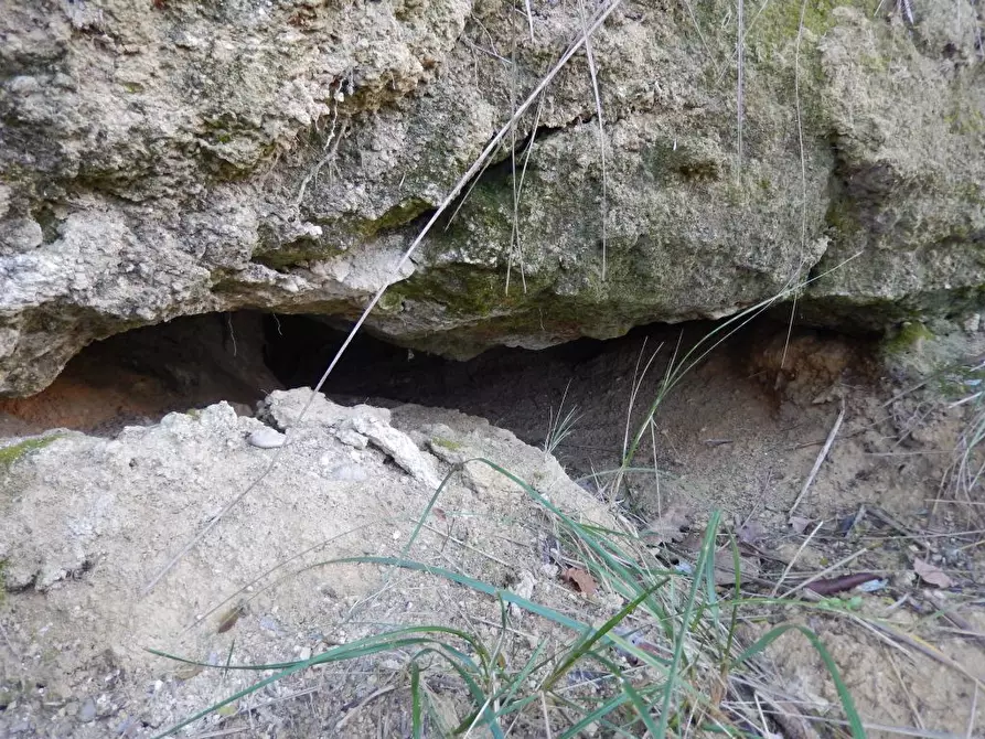 Immagine 16 di Agriturismo in vendita  a Cupra Marittima