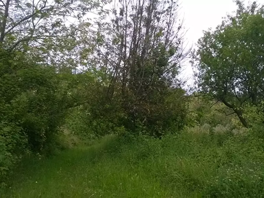 Immagine 13 di Terreno agricolo in vendita  in Zona Collinare, ragnola a San Benedetto Del Tronto