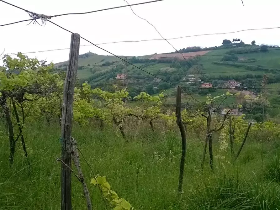 Immagine 5 di Terreno agricolo in vendita  in Zona Collinare, ragnola a San Benedetto Del Tronto