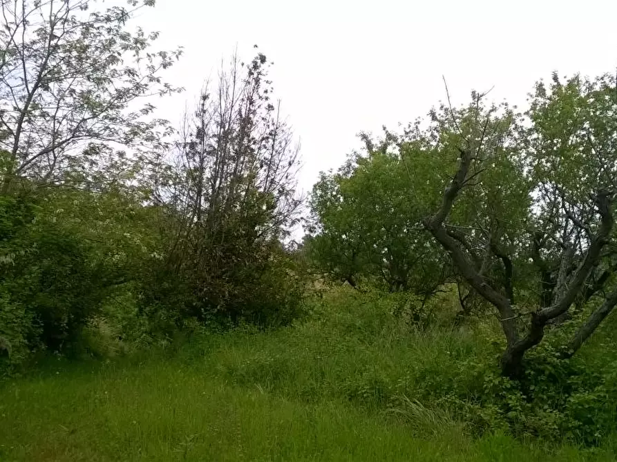 Immagine 14 di Terreno agricolo in vendita  in Zona Collinare, ragnola a San Benedetto Del Tronto