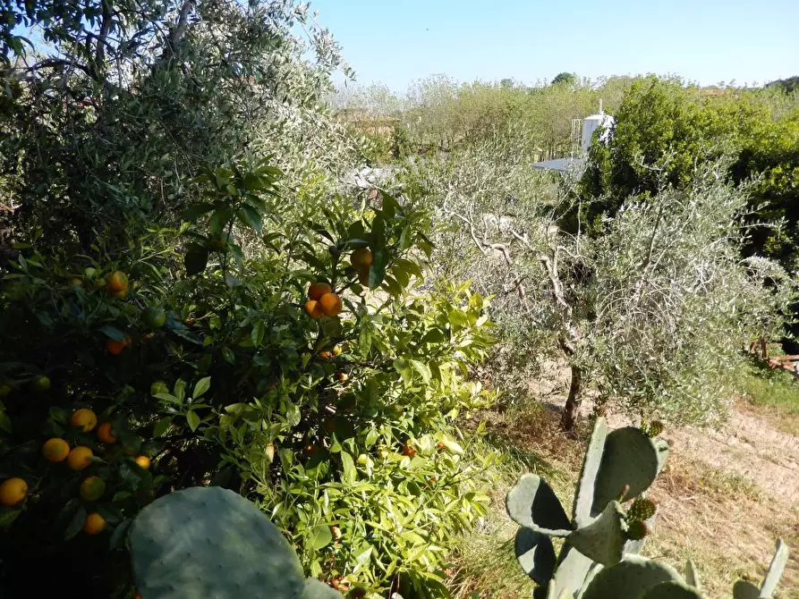 Immagine 19 di Rustico / casale in vendita  a Ancarano