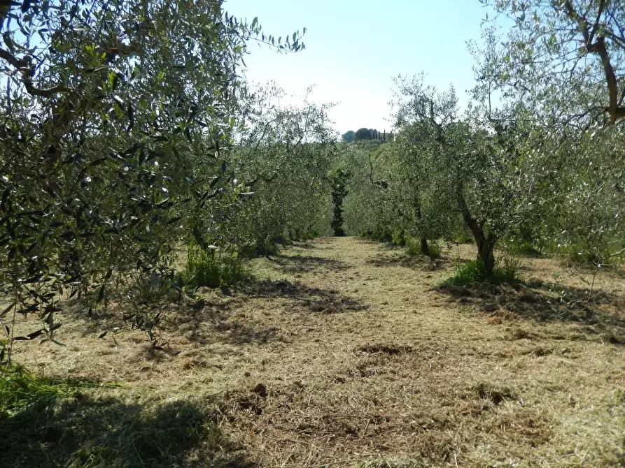Immagine 25 di Rustico / casale in vendita  a Ancarano