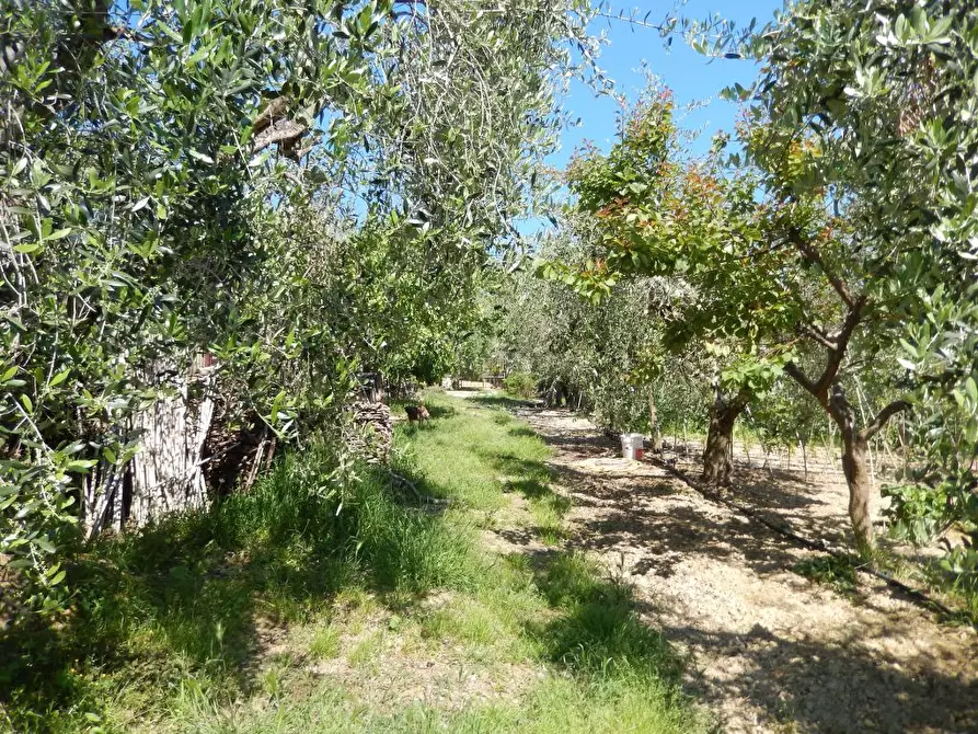 Immagine 29 di Rustico / casale in vendita  a Ancarano