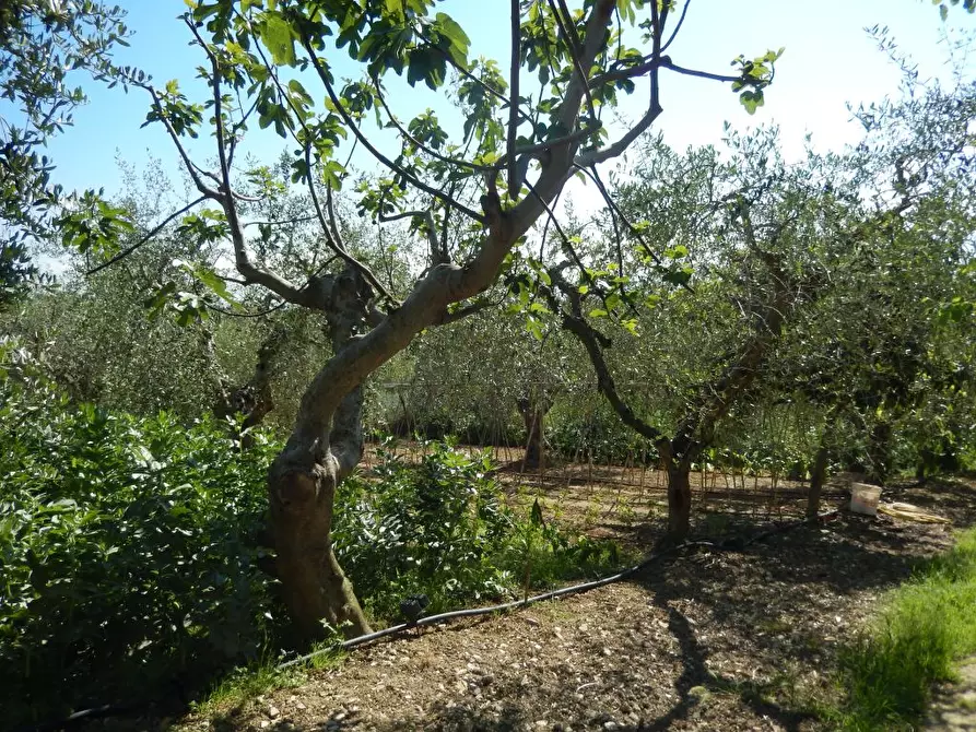 Immagine 33 di Rustico / casale in vendita  a Ancarano