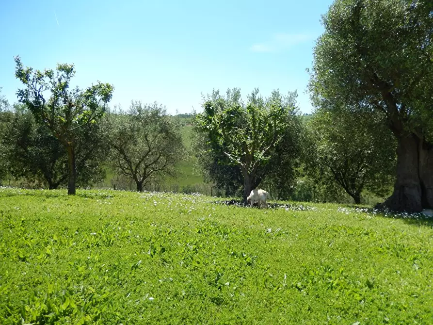 Immagine 14 di Rustico / casale in vendita  in Montelupone a Appignano