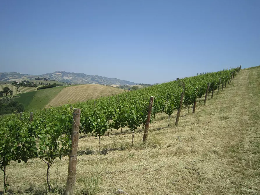 Immagine 3 di Rustico / casale in vendita  in Borgo Miriam a Offida