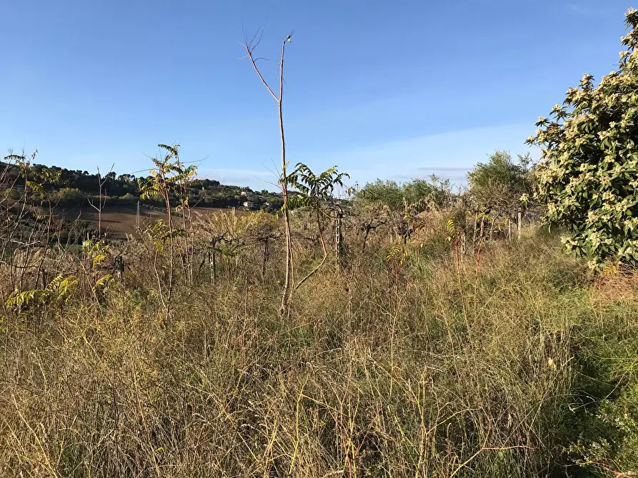 Immagine 3 di Terreno agricolo in vendita  in Zona Collinare, ragnola a San Benedetto Del Tronto