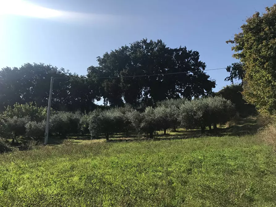 Immagine 15 di Rustico / casale in vendita  in Contrada Fonte Vecchia a Monteprandone