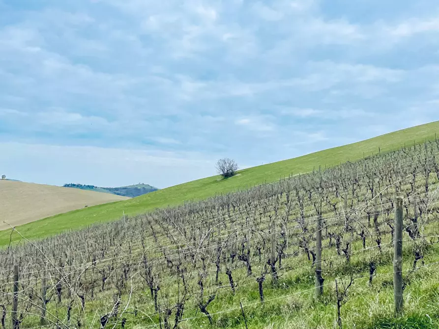 Immagine 12 di Rustico / casale in vendita  in Borgo Miriam a Offida
