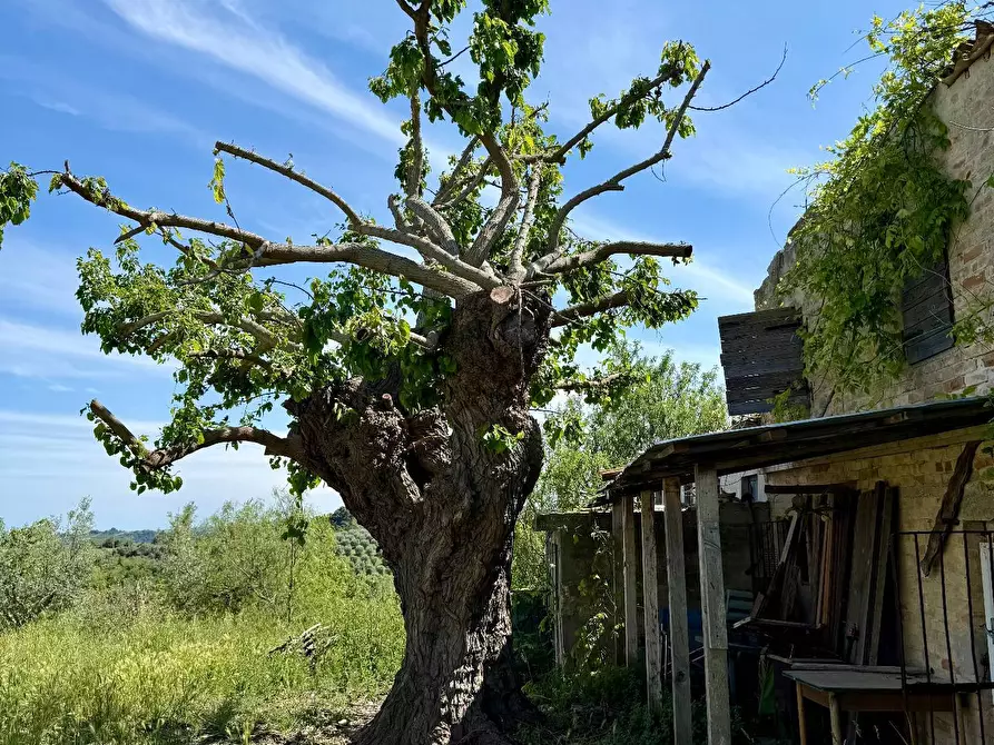 Immagine 32 di Rustico / casale in vendita  in Quercia Ferrata a Ripatransone