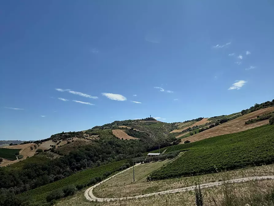 Immagine 14 di Rustico / casale in vendita  in Collevecchio a Ripatransone