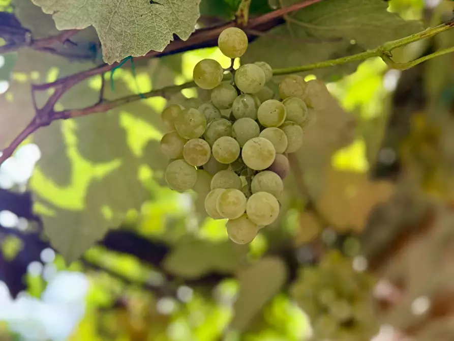 Immagine 16 di Appartamento in vendita  a Ripatransone