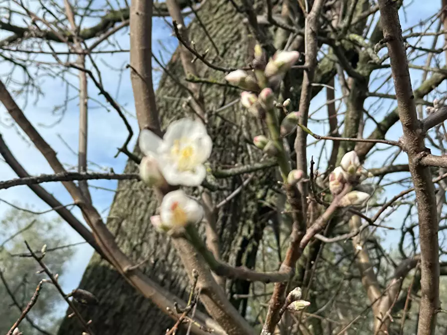 Immagine 33 di Rustico / casale in vendita  in Quercia Ferrata a Ripatransone