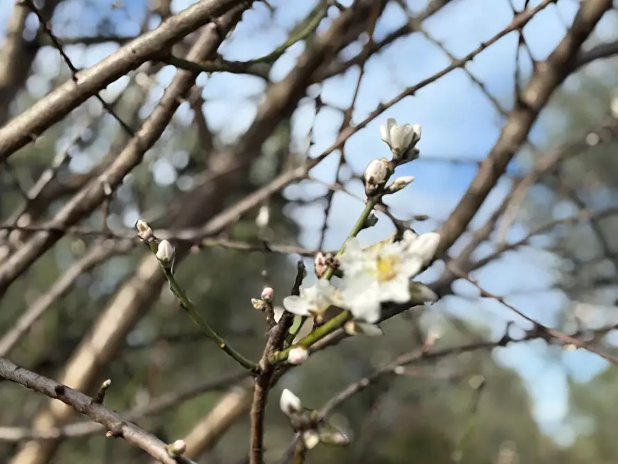 Immagine 52 di Rustico / casale in vendita  in Quercia Ferrata a Ripatransone